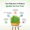 Wheatgrass Juice